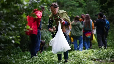 Getty Images A woman collects a freshly picked three cornered leek and places it into a plastic bag at Tower Hamlets Cemetery Park. She wears blue jeans, a blue coat and a green check scarf.