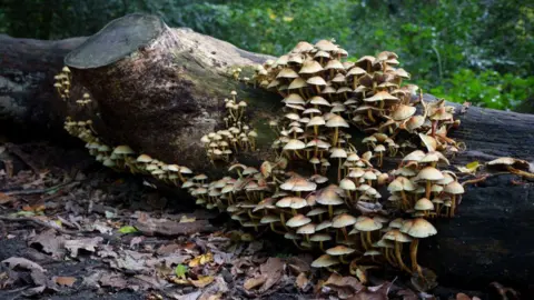 Getty Images Scaly Wood Mushrooms (Agaricus augustus) are seen on a dead tree trunk lying on the floor of a south London wood. They are edible but should be thoroughly cooked and used within 48 hours of picking.