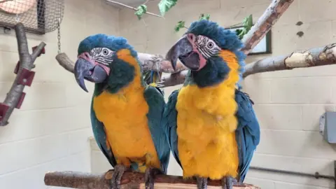 ZSL Blue-throated macaws, Lily and Margot sit on a twig in an enclosure