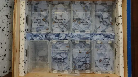 Chester Zoo Zoo-bred snails, carefully packed into their travel containers for their journey to Bugio Island