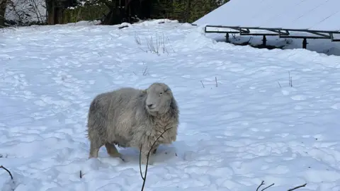 The Hills/BBC Weather Watcher A sheep in Huddersfield in snow