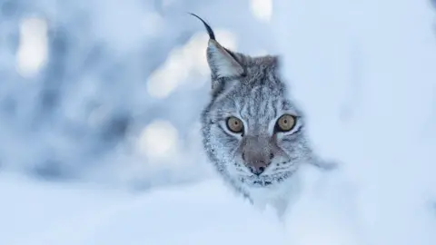 Getty Images Lynx in a snow covered landscape
