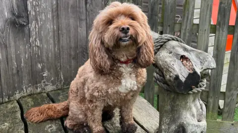BBC Poppy is a golden cockapoo who is sitting on a wooden seat, wearing a red collar. She has very muddy paws.
