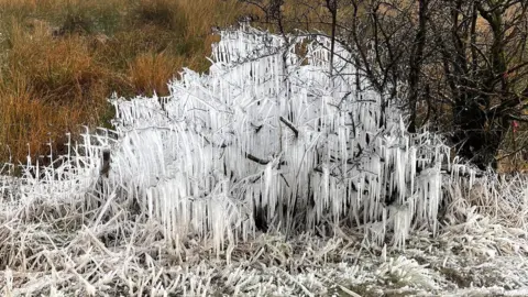 Anthony Newby A tree covered icicles surrounded by un-iced flora