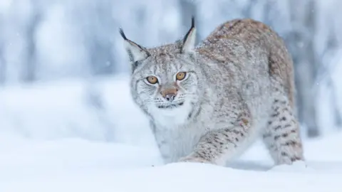 Getty Images A lynx walking in deep snow in an area of woodland.