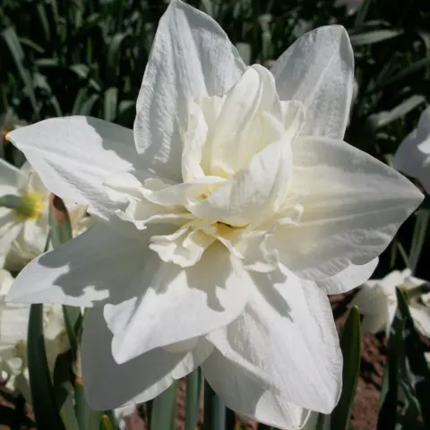 Plant Heritage A picture of a rare or missing daffodil known as the Sussex bonfire. The daffodil is a very bright yellow with orange in places.