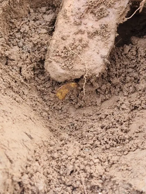 Crown Copyright A muddy scene with a gold coin peaking out from in the ground