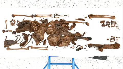 PSNI The human remains on a white backdrop - multiple bones placed in skeleton position with some missing. The skeleton is brown and grey in colour. 