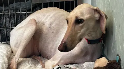 Emma Baugh/BBC A lurcher is sitting in a kennel at a rescue centre. She has beige fur and a darker brown face and ears. She is wearing a red collar and is sitting on a fluffy blanket surrounded by toys