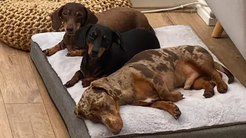 Josie Smith Three brown sausage dogs lying on a white fluffy dog bed with wooden flooring underneath.