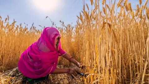 Getty Images A young Indian woman wearing a bright pink scarf covering her head and face cuts wheat in a village near Jaipur city, Rajasthan