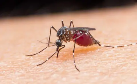 University of Glasgow An extreme close-up of a mosquito on a human's skin - it is brown, with white bands on its legs, it is bent over, its proboscis reaching into the skin, and its bosy is a purple-red shade.