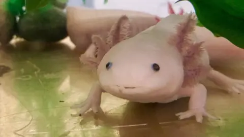 Victoria Gill/BBC News A captive-bred axolotl peers through glass of an aquarium in a laboratory. It has pinkish-white skin and feathery gills around its head. It appears to have a fixed smile on its face. 