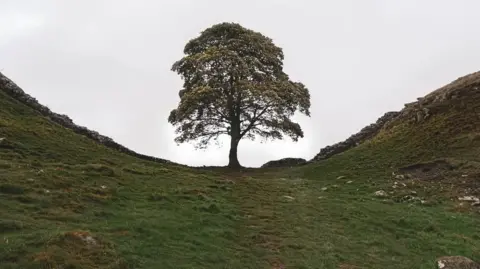 Alice Whysall-Price The sycamore tree stands in the gap of the wall. It is a grey day with thick clouds behind