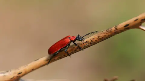 Getty Images A Black-headed Cardinal Beetle, Pyrochroa coccinea, on a bracken stem in a forest.