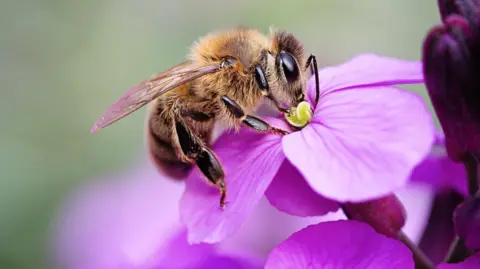 Getty Images A yellow and black bee which has landed on a violet flower.