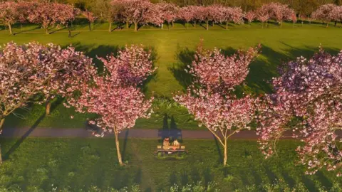 Andrew Stevens An aerial view of the cherry blossom trees in Harrogate