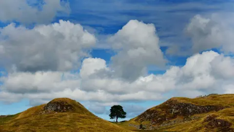 PA Media A far away view of a tree standing in a dip between two hills. The grass around is green and yellow with a blue sky and large white clouds beyond
