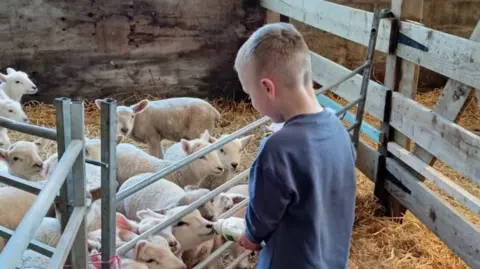 Family photo The back of a young blonde boy wearing a blue sweatshirt and holding a bottle of milk which is being drunk out of by a baby lamb, surrounded by other baby lambs in a pen with lots of hay.