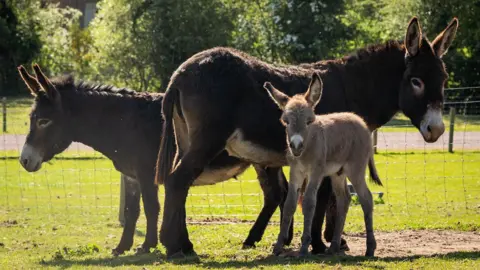 Dalscone Farm Two almost identical brown donkeys, with cream noses, stand in the sunshine at Dalscone Farm with a small grey foal snuggled up next to both of them.
