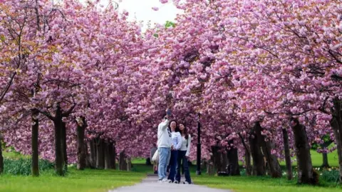 PA Media Three people pose for a selfie in front of the cherry blossom on The Stray in Harrogate, North Yorkshire