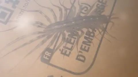 Orlaith Armour A close up picture of the centipede on a cardboard box. It is a yellow/grey colour and has 15 pairs of legs which appear to have black stripes on them