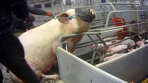 Animal Justice Project A sow wearing a muzzle. There are piglets in a pen in the background.
