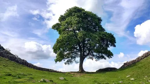 BBC The Sycamore Gap tree, with the grassy and rocky land rising up on either side. Behind is a clear, blue sky.