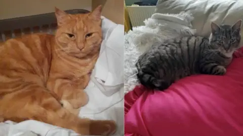 Supplied A composite picture of two cats - one the left is a ginger cat looking at the camera, and on the right is a dark grey cat