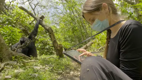 Elodie Freymann A young woman scientist, with a surgical mask on her face, studies a tablet computer. She is crouched in the rainforest and, in the background, the image shows a chimpanzee with its hand gripping a low tree branch. The animal is sitting on the ground and the researcher is observing it. The mask is to avoid transmitting respiratory infections to the chimpanzees.