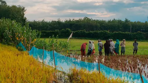 Alahi Sgagria Nazim/BBC People standing in a field across a blue net with trees in the background and a bright blue sky 