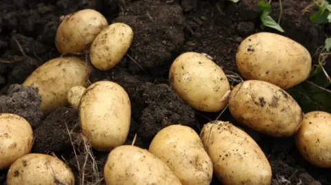 BBC Potatoes in soil after being dug up.
