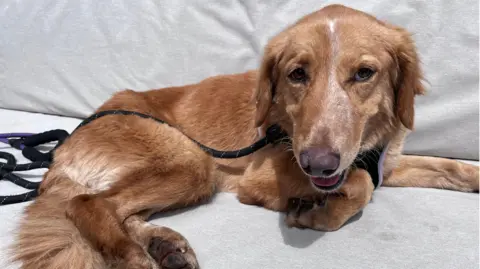BBC Amber looking happy after her rescue, sitting on a sofa, with a lead around her neck. 