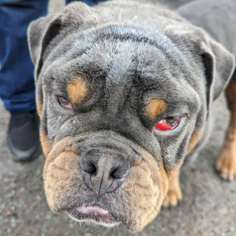 Family handout Close-up of the face of a brown and black bulldog standing with bloodshot eyes. 