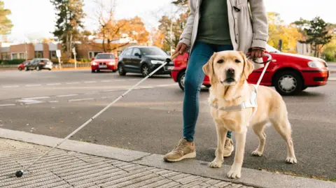 Getty Images Stock image of a person crossing the road with a guide dog - a Yellow Labrador with a harness. The image shows a person - wearing tight blue jeans and a cream jacket and holding a white stick - to chest height. Cars pass in the background.