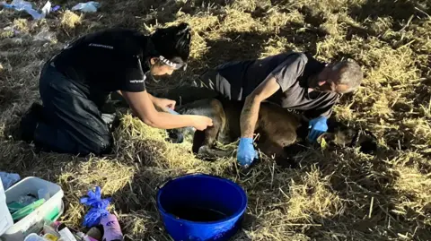Phil Latham Image shows a farmer lying on the grass in a field, holding an injured calf, while a female vet administers an injection. 