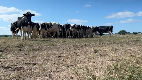 BBC A group of cows stood on yellow grass with a blue sky in the background.