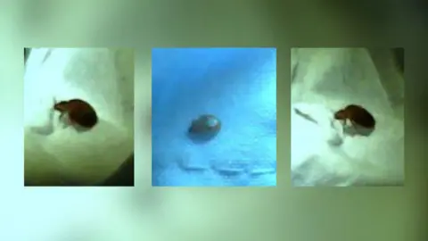 Contributor A composite image made up of three images. They each are pictures of a bedbug, which is about 1-2cm large and brown in colour. 