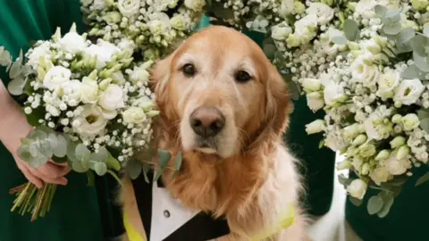 Charlotte Dormoy A golden coloured dog wearing an attached black tuxedo, surrounded with white and green flower bouquets.
