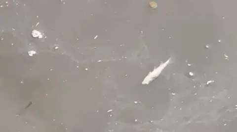 Dave Lister A body of brown water with a small fish floating on the surface suggesting it has died.