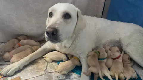 Rhian Boxall Yellow labrador Tilly lies on newspaper in a pen as her pups feed and lie around her. They all have different coloured collars on.