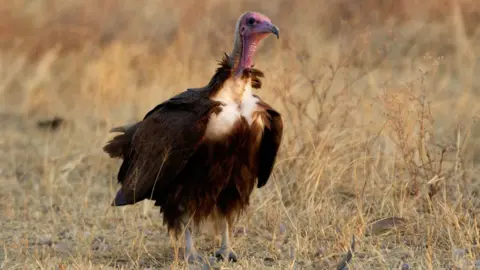 Getty Images A large African hooded vulture stands alone, surrounded by yellow dried grass. It has a pink head and neck, white feathers on its chest, while the rest of it has brown feathers.