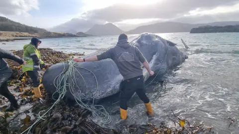 BBC Three volunteers attempt to cut ropes from the whale after it stranded on a shoreline in Raasay. Hills on Skye are in the distance.