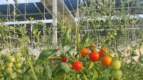 SunSeed APV Tomatoes on a vine, some green some red and behind solar panels suspended on pillars. 