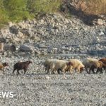 Syria’s worst drought in decades pushes millions to the brink