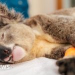 Australia approves world-first vaccine to curb killer epidemic