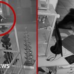 Bear caught on CCTV searching for food in Indian temple