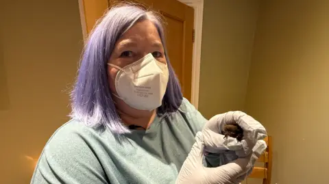 Jim Scott/BBC Julie Kilmartin, who has purple hair and is wearing a face mask and white gloves to help protect the bat from picking up any diseases, is standing and holding the small bat in her hands.