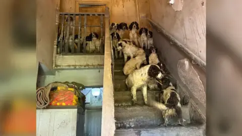 South Yorkshire Police Around 20 dogs all sitting on a staircase which has no carpet. The wallpaper is peeling and the dogs are dirty.
