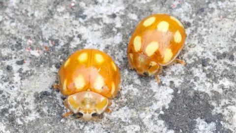 Russell Wynn / Wild New Forest The Little Arboreal Ladybird, yellow bodied with white spots